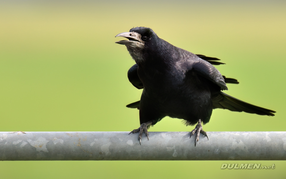 01 Rook (Corvus frugilegus)